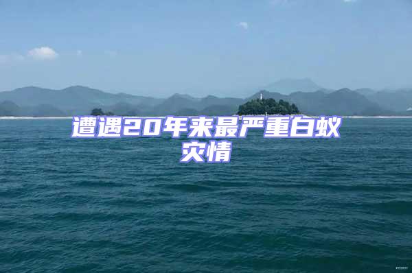 遭遇20年來(lái)最嚴(yán)重白蟻災(zāi)情