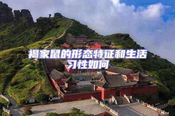 褐家鼠的形態特征和生活習性如何