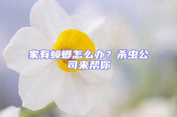 家有蟑螂怎么辦？殺蟲公司來幫你