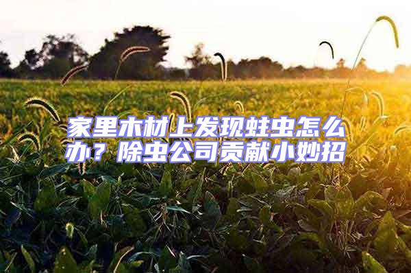 家里木材上發(fā)現(xiàn)蛀蟲怎么辦？除蟲公司貢獻(xiàn)小妙招