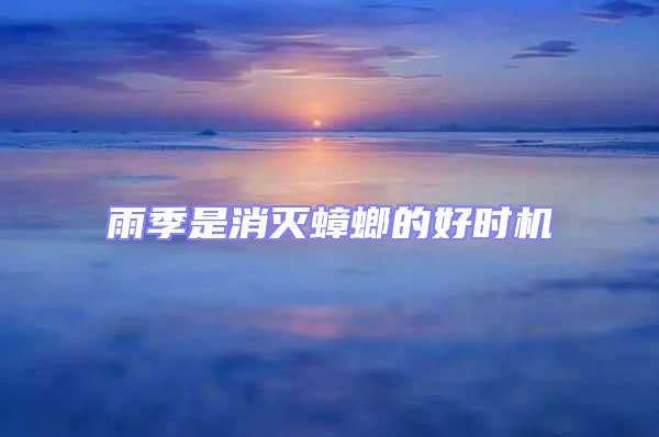 雨季是消滅蟑螂的好時機