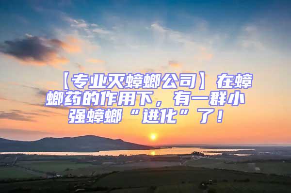 【專業滅蟑螂公司】在蟑螂藥的作用下，有一群小強蟑螂“進化”了！