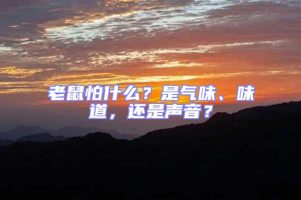 老鼠怕什么？是氣味、味道，還是聲音？