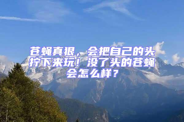 蒼蠅真狠，會把自己的頭擰下來玩！沒了頭的蒼蠅會怎么樣？