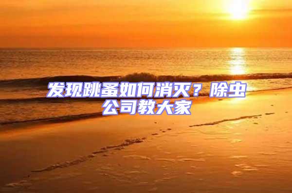 發現跳蚤如何消滅？除蟲公司教大家