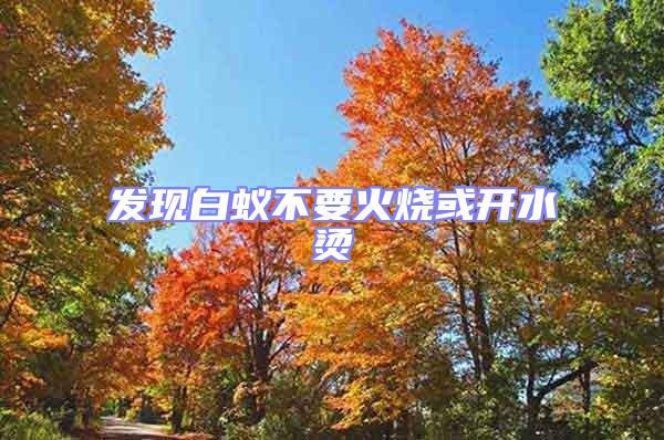 發(fā)現(xiàn)白蟻不要火燒或開(kāi)水燙