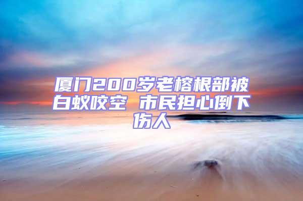 廈門200歲老榕根部被白蟻咬空 市民擔(dān)心倒下傷人