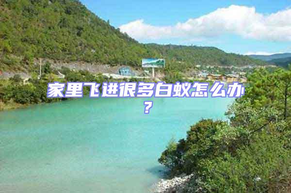 家里飛進(jìn)很多白蟻怎么辦？