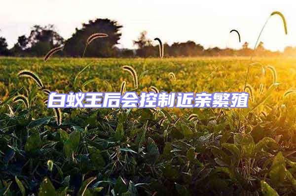 白蟻王后會控制近親繁殖