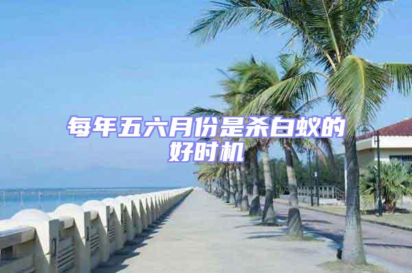 每年五六月份是殺白蟻的好時機