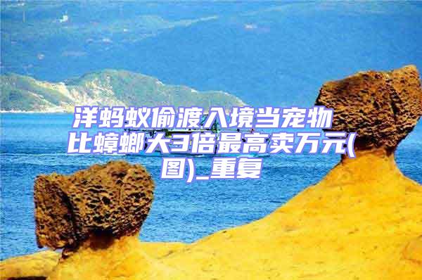 洋螞蟻偷渡入境當寵物 比蟑螂大3倍最高賣萬元(圖)_重復