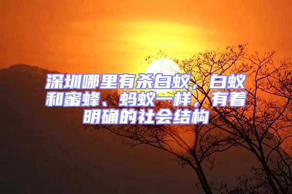 深圳哪里有殺白蟻，白蟻和蜜蜂、螞蟻一樣，有著明確的社會結構