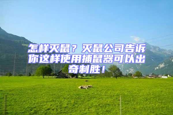 怎樣滅鼠？滅鼠公司告訴你這樣使用捕鼠器可以出奇制勝！