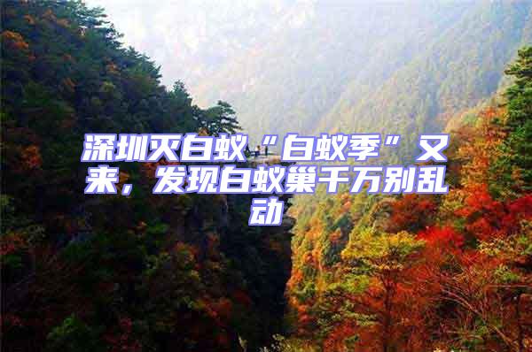 深圳滅白蟻“白蟻季”又來，發(fā)現(xiàn)白蟻巢千萬別亂動