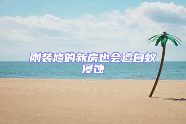剛裝修的新房也會遭白蟻侵蝕