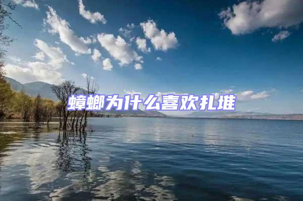 蟑螂為什么喜歡扎堆