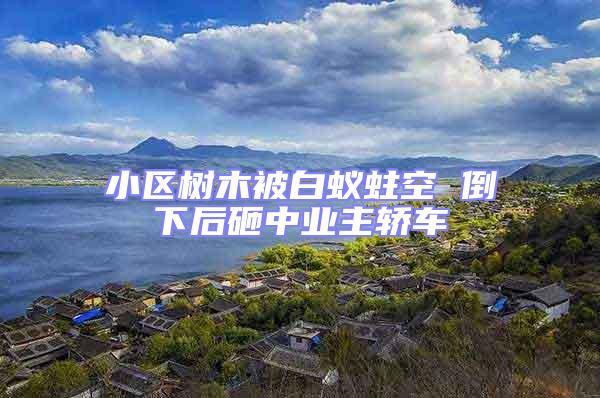 小區樹木被白蟻蛀空 倒下后砸中業主轎車
