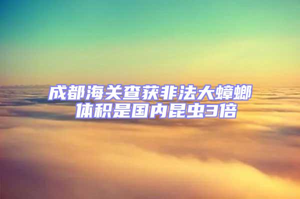 成都海關查獲非法大蟑螂 體積是國內昆蟲3倍