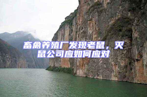 畜禽養殖廠發現老鼠，滅鼠公司應如何應對