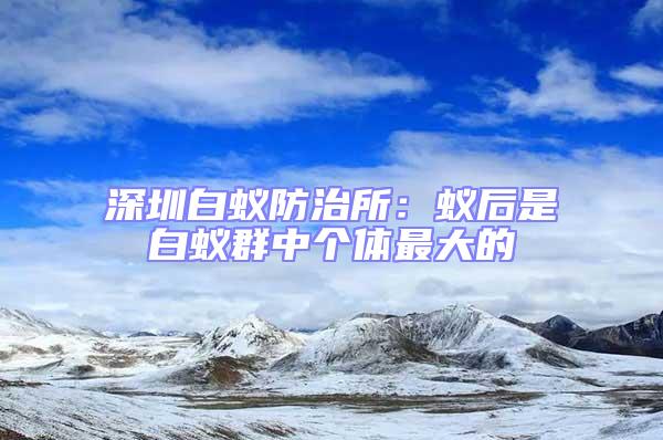 深圳白蟻防治所：蟻后是白蟻群中個體最大的