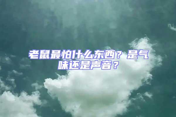 老鼠最怕什么東西？是氣味還是聲音？