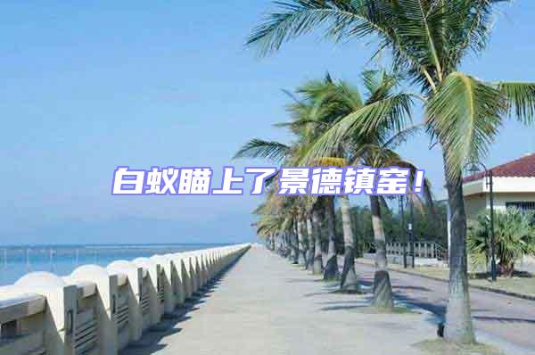 白蟻瞄上了景德鎮(zhèn)窯！