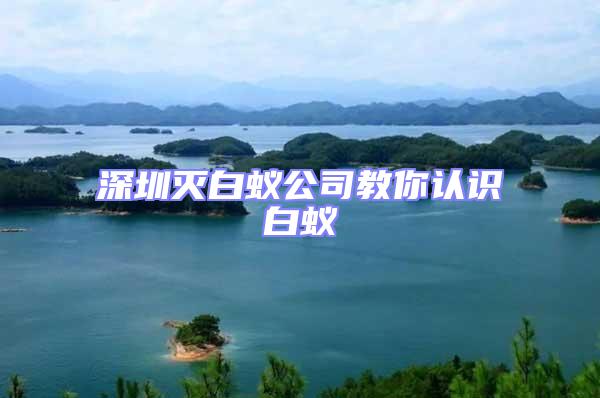 深圳滅白蟻公司教你認識白蟻