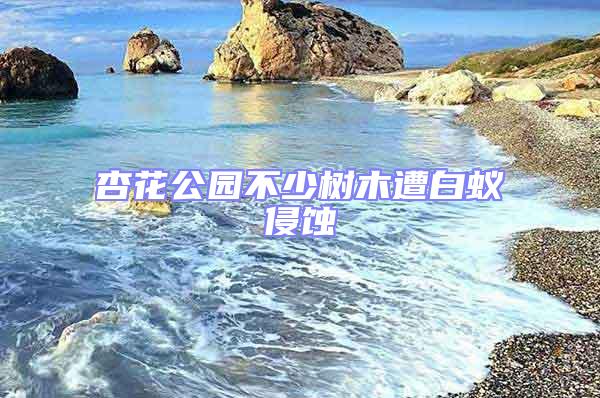 杏花公園不少樹木遭白蟻侵蝕