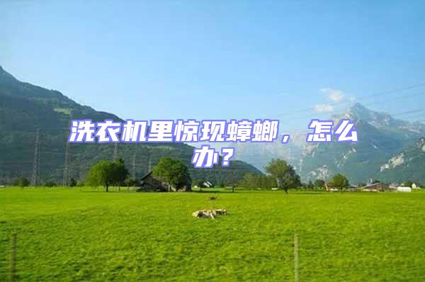 洗衣機里驚現(xiàn)蟑螂，怎么辦？