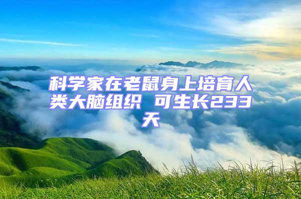 科學家在老鼠身上培育人類大腦組織 可生長233天