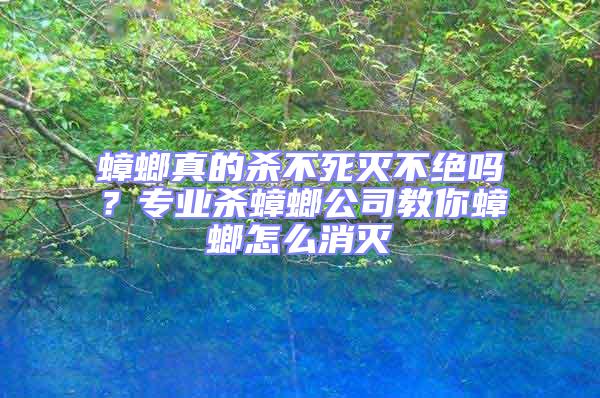 蟑螂真的殺不死滅不絕嗎？專業(yè)殺蟑螂公司教你蟑螂怎么消滅