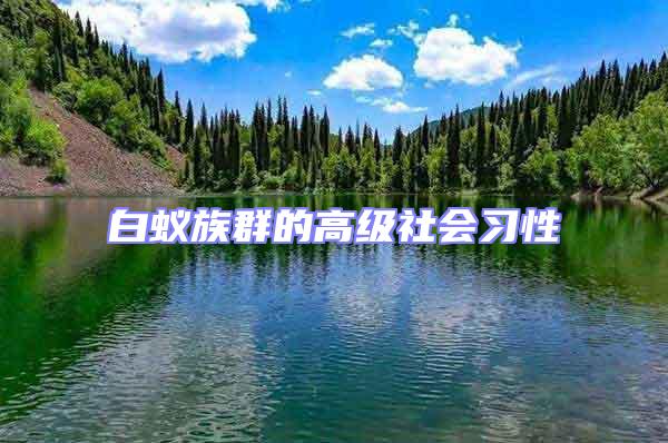 白蟻族群的高級社會習性