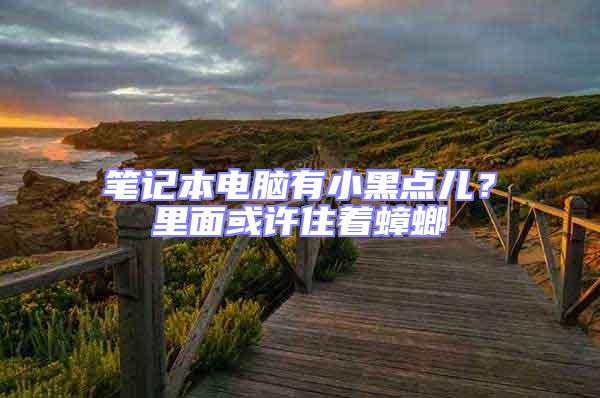 筆記本電腦有小黑點兒？里面或許住著蟑螂