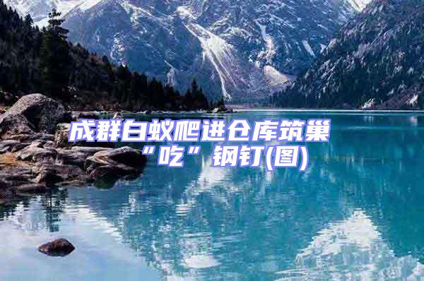 成群白蟻爬進(jìn)倉庫筑巢“吃”鋼釘(圖)