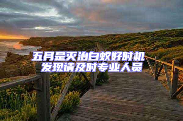 五月是滅治白蟻好時機(jī) 發(fā)現(xiàn)請及時專業(yè)人員
