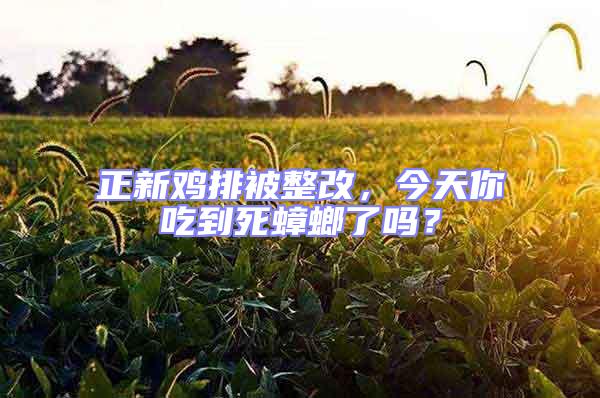 正新雞排被整改，今天你吃到死蟑螂了嗎？