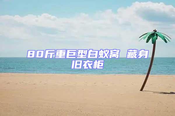 80斤重巨型白蟻窩 藏身舊衣柜
