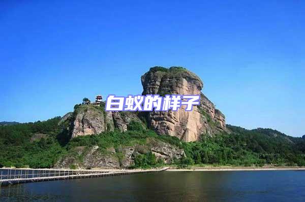 白蟻的樣子