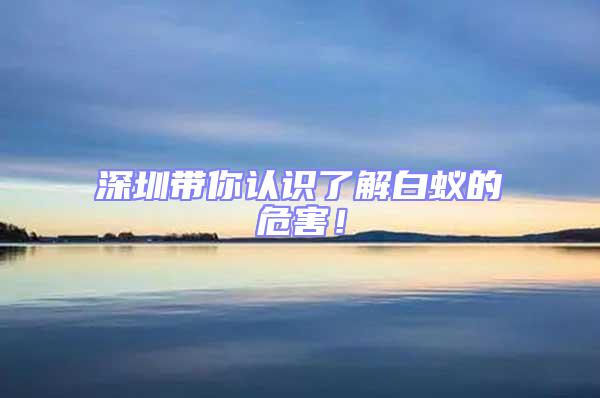 深圳帶你認(rèn)識了解白蟻的危害！
