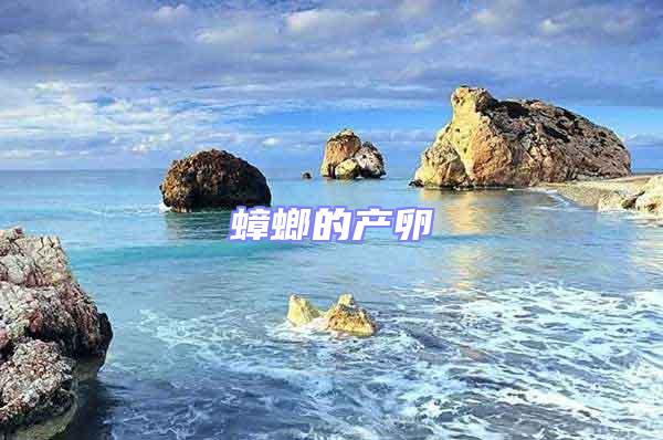 蟑螂的產(chǎn)卵