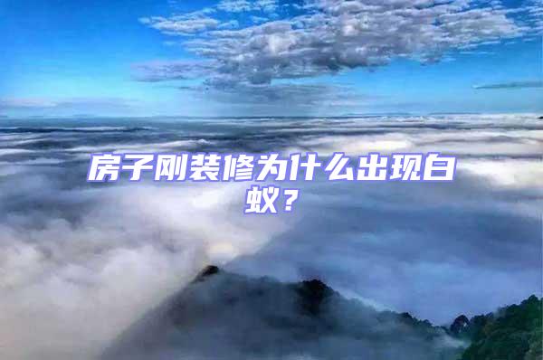 房子剛裝修為什么出現(xiàn)白蟻？