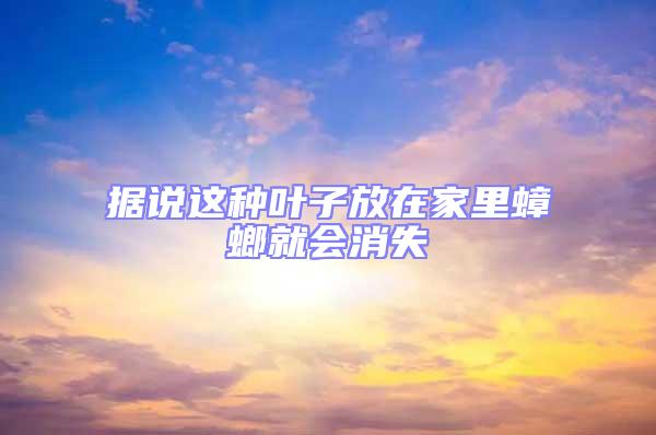 據說這種葉子放在家里蟑螂就會消失