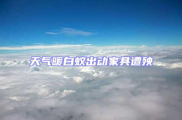 天氣暖白蟻出動(dòng)家具遭殃
