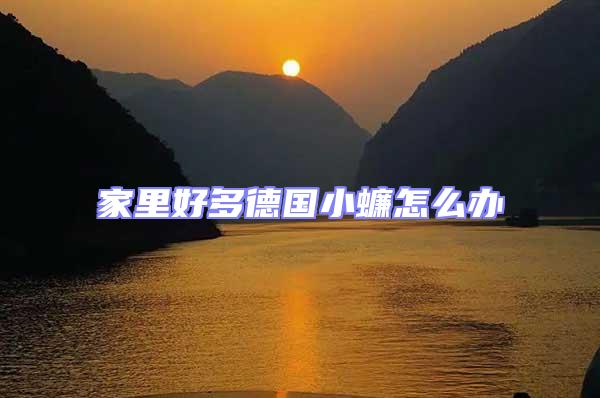 家里好多德國小蠊怎么辦