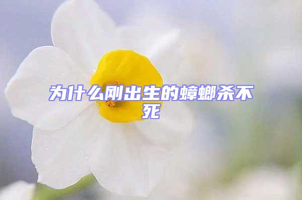 為什么剛出生的蟑螂殺不死