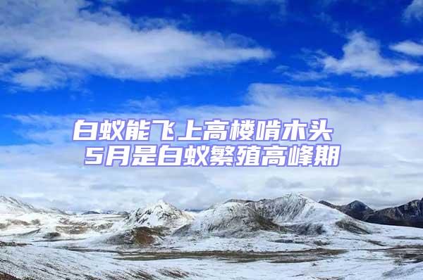 白蟻能飛上高樓啃木頭 5月是白蟻繁殖高峰期