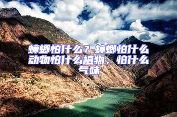 蟑螂怕什么？蟑螂怕什么動物怕什么植物，怕什么氣味