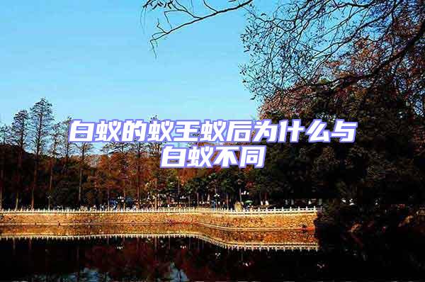 白蟻的蟻王蟻后為什么與白蟻不同