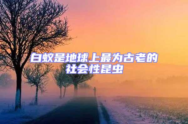 白蟻是地球上最為古老的社會性昆蟲