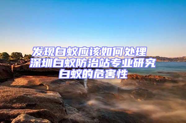 發現白蟻應該如何處理 深圳白蟻防治站專業研究白蟻的危害性